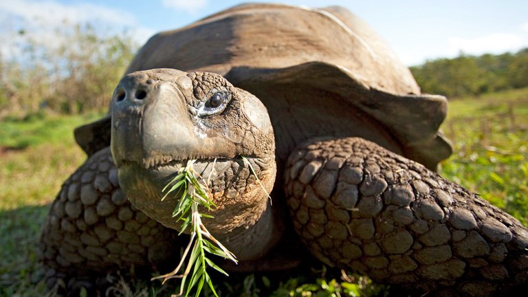 tortuga de galapagos